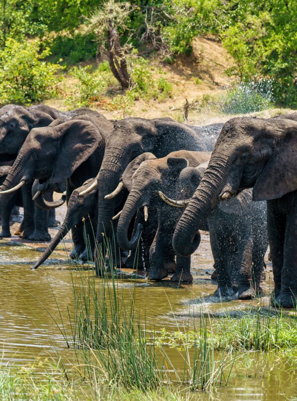 Group of elephants drinking water on a flooded ground during daytime